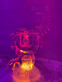 /album/tatransky-ladovy-dom-7-2-2025/734583c1-b145-4469-8b14-a28022433fdb-jpg/